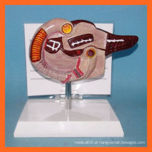 Modelo de Duodeno do Pâncreas Anatômicas Humanas de PVC